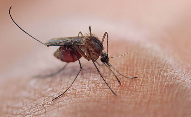 अभी मलेरिया का खात्मा सम्भव नहीं