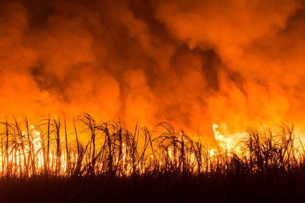 फसल में आग लगने पर किसानों को नहीं काटने होंगे मुआवजे के लिए चक्कर