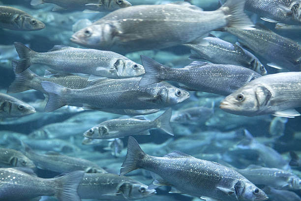 यूपी में रिकार्ड 7.43 लाख टन मछली उत्पादन