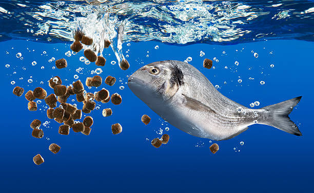 यूपी मे रिकॉर्ड 26.44 लाख मी.टन मछली उत्पादन
