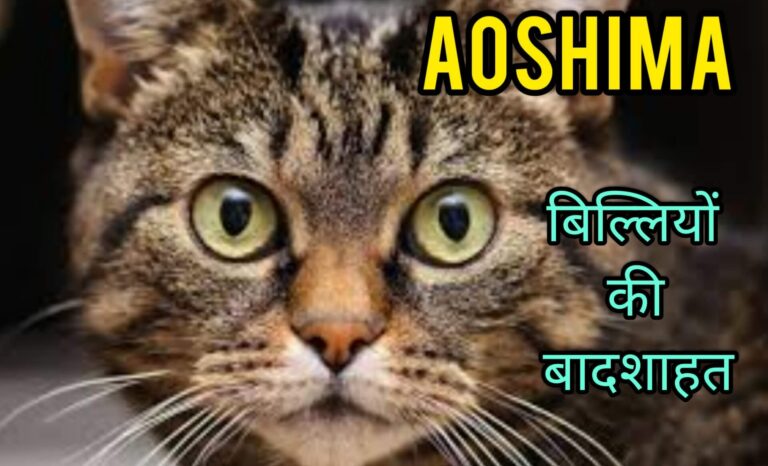 Aoshima बिल्लियों की बादशाहत