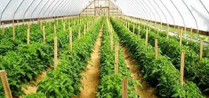 यूपी में अब औषधीय खेती और बागवानी को बढ़ावा